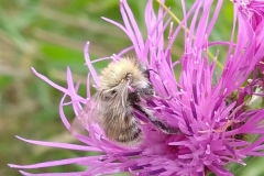 Common Carder bee (Bombus-pascurorum) by S. Parry with thanks