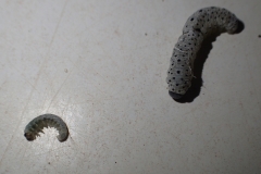Figwort Sawfly larvae Tenthredo scrophulariae: Martina Slater