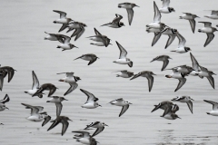 included Sanderling, Ringed Plovers and Dunlin, by Alastair Stevenson.