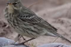 Rock Pipit seen and photographed by Ian Hart - seen on Dunster Beach December 2021