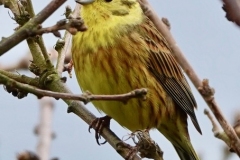 Male Yellowhammer in Dunster Park: Ian Hart