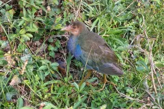 American Purple Gallinule found at Dunster Marsh chalets. Only 4th British record . Photographer not given 2022