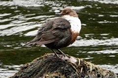 Dipper: This photo was not taken on Exmoor, but is an example of what they look like. About 75 pairs estimated to be on Exmoor (1994). Resident of fast flowing streams and rivers. By Ian Hart