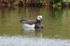 Barnacle Goose at The Hawn, Dunster Beach by Ian Hart taken March 2022