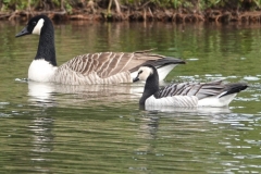 Canada Goose and Barnacle Goose at Dunster by Ian Hart March 2022