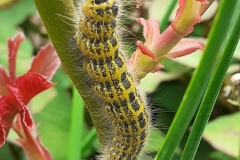 Buff tip moth caterpillar: Vanessa Wolfman