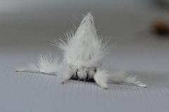 Claire Kenward:  Yellow  tail moth