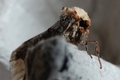 Claire Kenward: Buff tip moth
