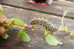 Red Admiral Caterpillar on Pellitory wall at Minehead Harbour from Martina Slater