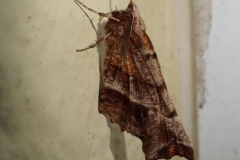 Early Thorn moth Selenia dentaria male in our conservatory on 5th March 2022 by Martina Slater