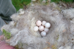 Great tit nest constructed using sheep's wool, sadly unsuccesfull: Martina Slater
