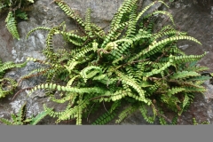 Maidenhair fern Spleewort: Martina Slater