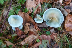 Blue Roundhead, Stropharia cyanea found and photographed by Martina Slater.