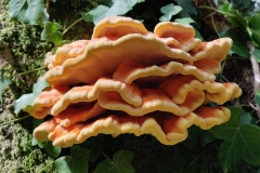 Laetiporus sulfureus, Chicken of the Woodsby L Downey