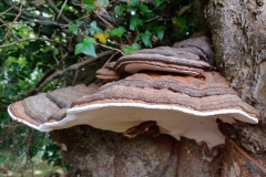 Ganoderma species (molecular investigation into this group is continuing because there's been significant cross over and confusion about the various species across the globe). Often called an Artist's Bracket.  Photo from L Downey and identification by S Parry