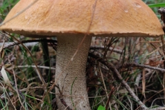 A Leccinum (with hairy squamules on the stem, which Penny Buns don't have). From the cap colours our Fungi Recorder suggests in the photo,  an Orange Birch Bolete, Leccinum versipelle. Photo L Downey.