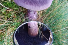 Jane Maurice found something of interest on North Hill and I checked it out with her and identified it as being the Violet Webcap, Cortinarius violaceus. Pictures taken by S. Parry and unedited (natural colours).