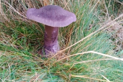 Jane Maurice found something of interest on North Hill and I checked it out with her and identified it as being the Violet Webcap, Cortinarius violaceus. Pictures taken by S. Parry and unedited (natural colours)