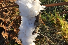 The Hair Ice phenomenon indicates the presence of the fungus Exidiopsis effusa; the phenomenon is fleeting and in response to precise weather conditions: found by C. Tickner at Winsford Allotments January 2021
