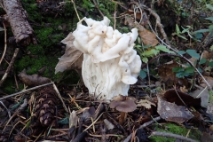 White Saddle Fungus,  Helvella Crispa at Selworthy: Martina Slater