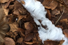 2023 Hair Ice found on Wootton Courtenay Common by Christian Busby.  The phenomenon is caused by the presence of Exidiopsis effusa under specific weather conditions of low temperature and high humidity. Not often seen.