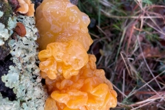 Tremella aurantica, golden ear one of the Jelly Fungus photo by Martina Slater.