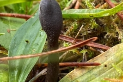 Trichoglossum hirsutum, Hairy Earthtongue - which is parasitised by the genus-specific white mould Hypomyces papulasporae  (ie it only infects earthtongues; it's easy to see on photo:  Photo from Dr D Adams with thanks and identification by S. Parry