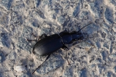 Common Shoulderblade beetle, Abax parallelepipedus taken by Ian Hart near Winsford Hill