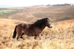 Exmoor Pony: lan  Hart