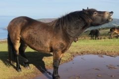 Lovely moment captured of an Exmoor Pony by Brian Ellis with thanks.