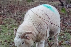Sian Parry: Exmoor Horn sheep