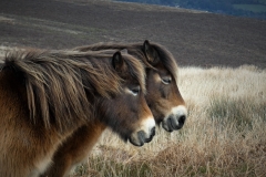 Exmoor Ponies by Brian Ellis