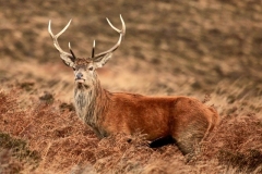 Red Stag taken on the flanks of Dunkery/Stoke Pero by Ian Hart