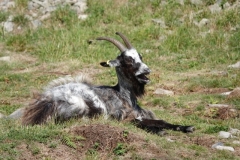 Goat at Valley of Rocks laughing at Ian Hart's joke