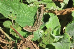 First Lizard spotted on Bossington Hill @ 26th February 2021: Martina Slater