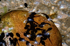 Tadpoles in the clear water of the Exe between Winsford and Larcombe Foot: photo by Brian Ellis