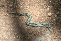 Adder taken on a path at Woodcombe: James Windle