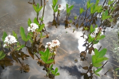 Bogbean, Menyanthes trifoliata by A. Campbell