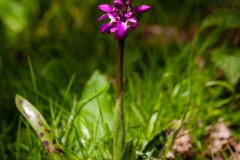 Early Purple Orchid: Stewart Lane.