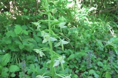Martina Slater: Greater Butterfly Orchid