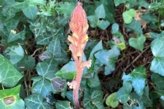 Ivy Broomrape, first recorded from Wootton Courtenay Churchyard in 1942 C Tickner