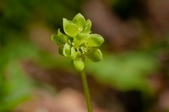 Moschatel, commonly known as Town Hall Clock flower.  Taken by Stewart Lane.
