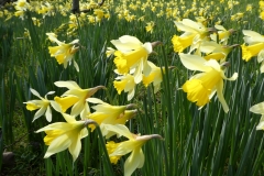 Daffodils in the garden at Luckbarrow by Martina Slater