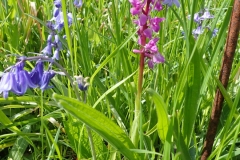 Early Purple Orchids, Orchid mascual at Luckbarrow by Martina Slater