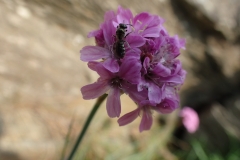 Thrift with visiting bee: Martina Slater