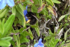 Possibly a Hairy-footed flower bee Anthophora plumipes: Photo from Roger Ferrar and identification from Lucy Perry