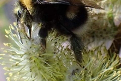 Martina Slater: Bombus lucorum