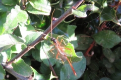 Heteropelme amictum. Ichneumon parasitic wasp uses mainly Tortricidae and Geometridae moths as hosts: Martina Slater