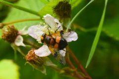 Volucella-inflata-Porlock