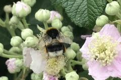 A Buff Tailed Bumble Bee, probably a worker. Photo by Karen Abraham taken in Minehead June 2025